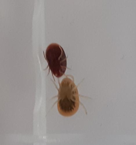 Argas reflexus